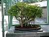 bonsai40.jpg
